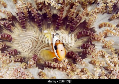 Clark's anemonefish (Amphiprion clarkii) with Glass Bead Anemone (Heteractis aurora), Pacific Ocean, Sulu Lake, Tubbataha Reef National Marine Park Stock Photo
