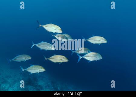 Swarm bluefin trevally (Caranx melampygus), swimming in blue water, Pacific Ocean, Sulu Lake, Tubbataha Reef National Marine Park, Palawan Province Stock Photo