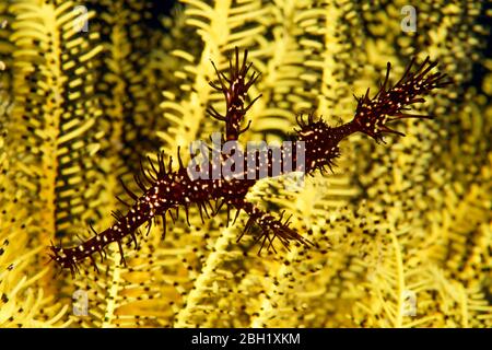 Ornate ghost pipefish (Solenostomus paradoxus) in Hair Star, Pacific Ocean, Sulu Lake, Tubbataha Reef National Marine Park, Palawan Province Stock Photo