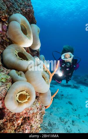 Diver viewing Disc Anemone, Giant Cup Mushroom (Amplexidiscus fenestrafer), closed, Pacific Ocean, Sulu Lake, Tubbataha Reef National Marine Park Stock Photo