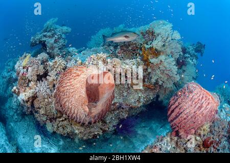 Offshore coral block with Barrel sponge (Xestospongia testudinaria), Two-spot banded snapper (Lutjanus biguttatus), two-spot red snapper (Lutjanus Stock Photo