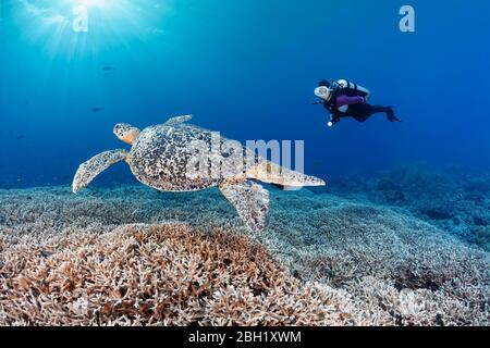 Diver observes Green turtle (Chelonia mydas) on reef top,Acropora stony coral (Acropora spinosa) Pacific, Sulu Lake, Tubbataha Reef National Marine Stock Photo