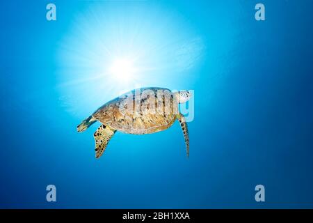 Green turtle (Chelonia mydas) swimming in blue water, back light, Pacific, Sulu Lake, Tubbataha Reef National Marine Park, Palawan Province Stock Photo