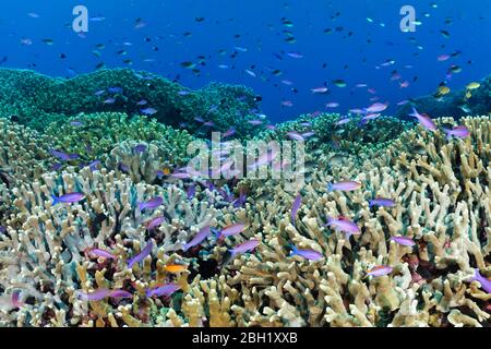 Coral reef, reef top, small polyp stony coral sp (Porites attenuata), shoal of fish Yellowstriped fairy basslets (Pseudanthias tuka), Pacific Ocean Stock Photo