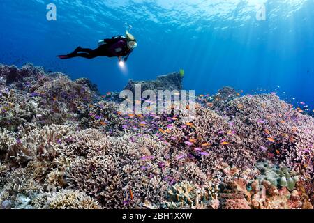 Diver swims over coral reef with different hard corals (Hexacorallia) observes shoal of fish Yellowstriped fairy basslets (Pseudanthias tuka) Stock Photo