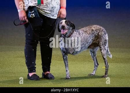 Scruffts 2020: Crossbreed Competition held at Crufts dog show, NEC Birmingham, UK. Stock Photo