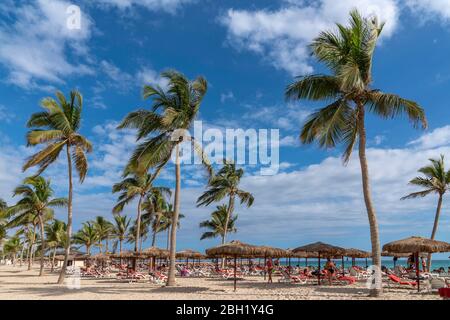 Bathers on the beach with palm trees, parasols and beach chairs, Salalah Rotana Resort, Salalah, Oman Stock Photo