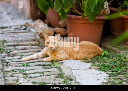 Beautiful red cat lies on brick ancient street in a small Italian town Stock Photo