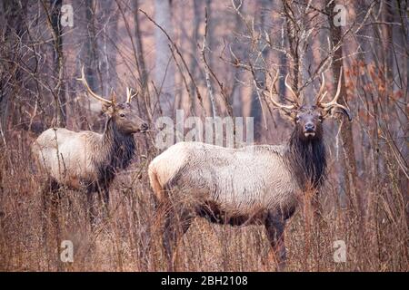 Elk stand in a field during a rain event. Stock Photo