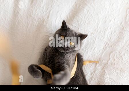 Portrait of starring grey British shorthair lying on blanket playing with ribbon Stock Photo