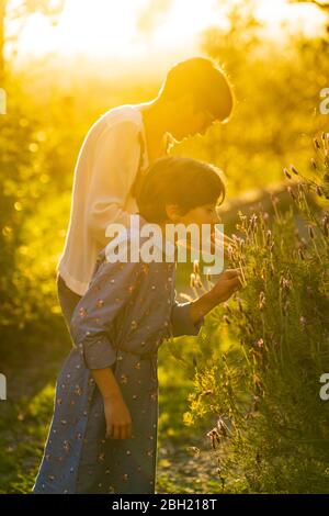 Mother and daughter picking lavender in the countryside at sunset Stock Photo