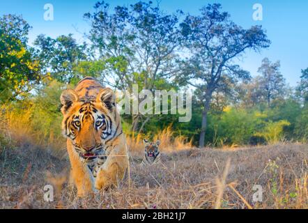 Tiger in central indian landscape Stock Photo