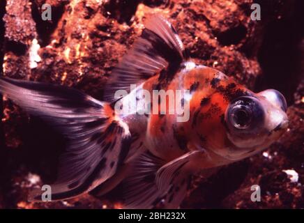 Telescope calico fantail goldfish (Carassius auratus) Stock Photo