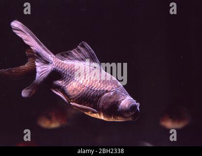 Telescope black moor goldfish (Carassius auratus) Stock Photo