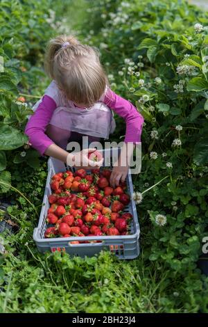 little girl picking strawberries in a garden Stock Photo - Alamy