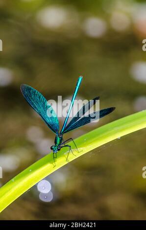 Germany, Broad-winged damselfly perching on leaf Stock Photo