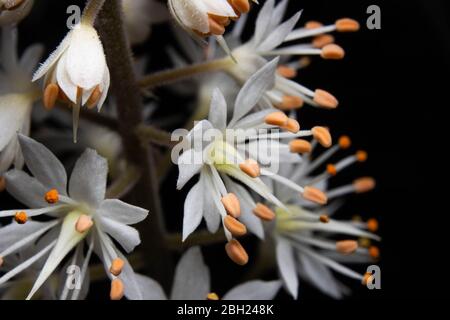 Up close image of a foam flower blooming in spring. Stock Photo
