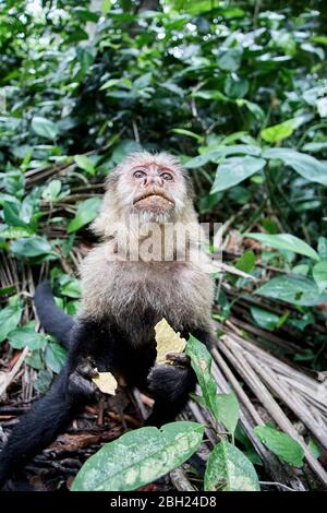 Costa Rica, Limon, Cahuita, Portrait of capuchin monkey eating potato chips Stock Photo