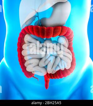 Large intestine, also known as the large bowel, is the last part of the gastrointestinal tract and of the digestive system. The colon Stock Photo