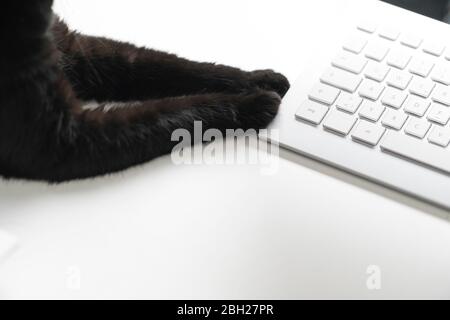 Black cat lying on white desk touching keyboard with paws, partial view Stock Photo
