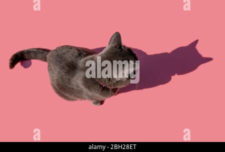 Studio shot of Russian Blue cat sitting against pink background Stock Photo