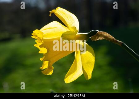 Germany, Head of wild daffodil (Narcissus pseudonarcissus) blooming in spring Stock Photo