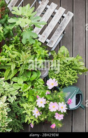 Various culinary herbs growing on balcony Stock Photo