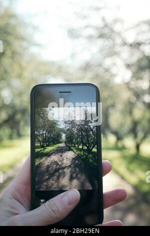 Woman's hand taking photo in a park with smartphone Stock Photo