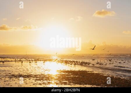 Flock of silhouette seagulls on shore at beach against orange sky during sunset, North Sea Coast, Flanders, Belgium Stock Photo