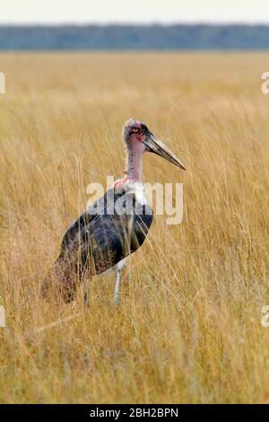 Namibia, Portrait of Marabou stork (Leptoptilos crumenifer) standing in dry savannah Stock Photo