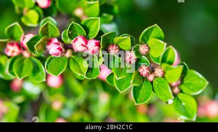 A macro shot of some tiny cotoneaster bush blooms. Stock Photo