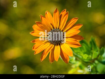 A macro shot of an orange osteospermum bloom. Stock Photo