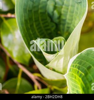 A macro shot of some hosta leaves unfurling. Stock Photo