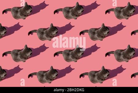 Pattern of Russian Blue cat sitting against pink background Stock Photo