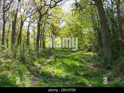 Dimminsdale Nature Reserve Stock Photo