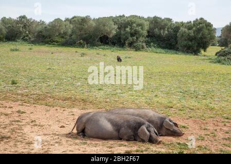 Spain, Mallorca, pigs laying on meadow Stock Photo