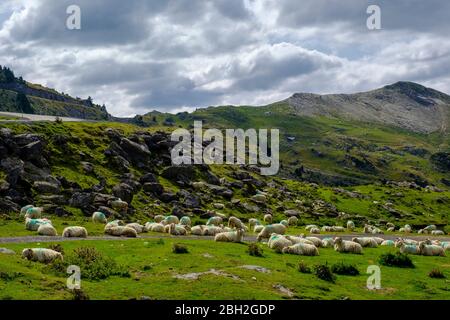 France, Pyrenees-Atlantiques, La Pierre Saint-Martin, Flock of sheep resting in Pyrenees Stock Photo