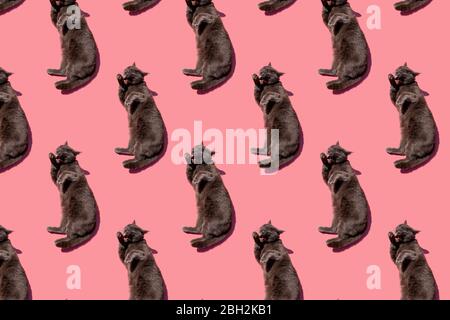 Pattern of Russian Blue cat lying against pink background Stock Photo