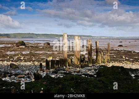 Weathered groynes in Gwynedd North Wales on the Aber coastline with the Menai Strait in the background Stock Photo