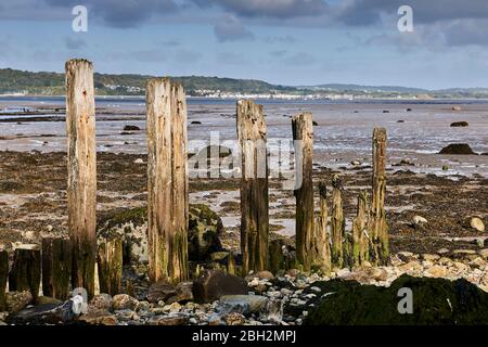 Weathered groynes in Gwynedd North Wales on the Aber coastline with the Menai Strait in the background Stock Photo