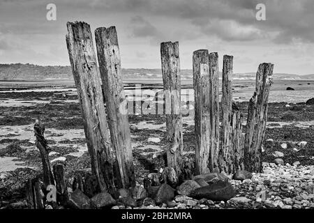 Weathered groynes in Gwynedd North Wales on the Aber coastline with the Menai Strait in the background Stock Photo