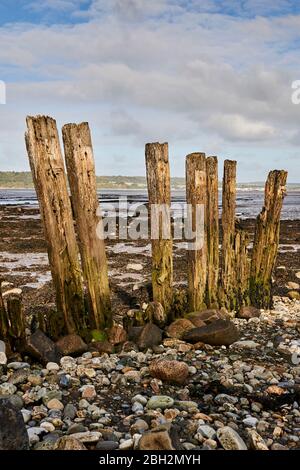 Weathered groynes in Gwynedd North Wales on the Aber coastline with the Menai Strait in the background Stock Photo