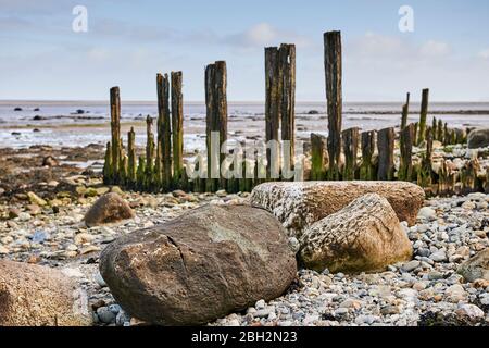 Weathered groynes in Gwynedd North Wales on the Aber coastline with the Menai Strait in the background Stock Photo