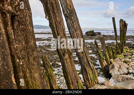 Weathered groynes in Gwynedd North Wales on the Aber coastline with the Menai Strait in the background Stock Photo