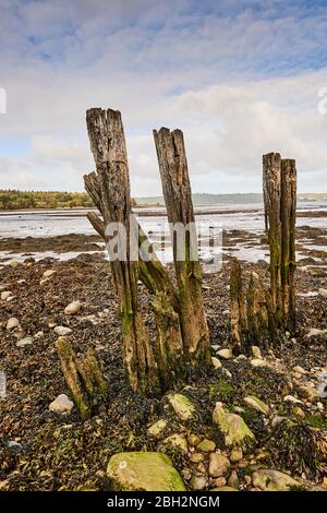 Weathered groynes in Gwynedd North Wales on the Aber coastline with the Menai Strait in the background Stock Photo