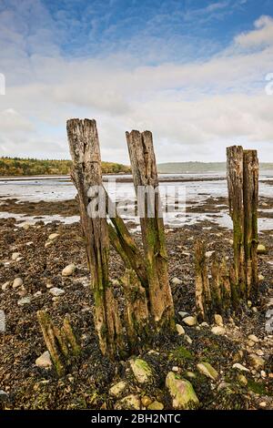 Weathered groynes in Gwynedd North Wales on the Aber coastline with the Menai Strait in the background Stock Photo