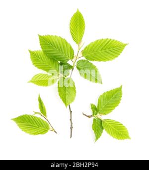 Spring twig with green leaves isolated on white background Stock Photo ...