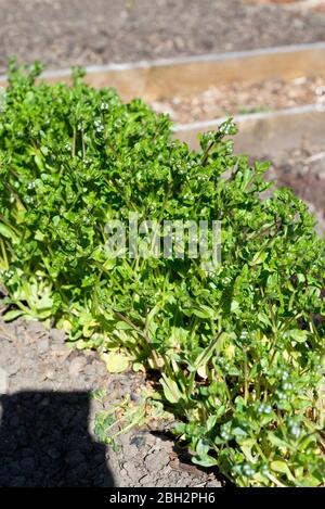 Corn salad (Valerianella locusta) 'Cavallo' starting to flower. England, UK. Stock Photo
