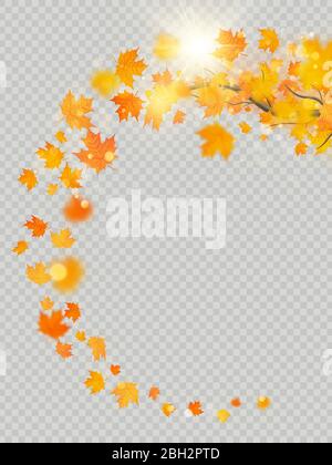 Fall maple leaves frame with delicate sun for decoration. Autumn leaves ...