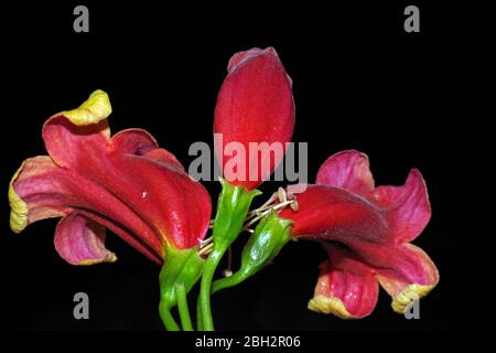 Bignonia capreolata (cross-vine) close-up Stock Photo